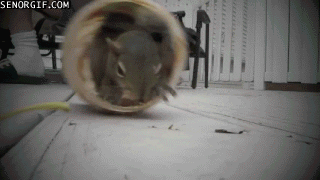 .市面號稱的有顆粒花生醬，其實大多都是堅果。